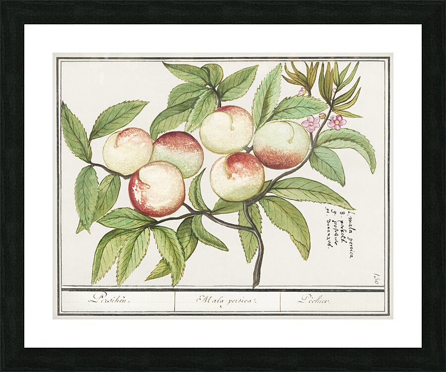 Tulip in vintage style Picture Frame print