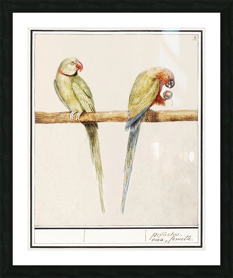 Parakeets in vintage style Picture Frame print