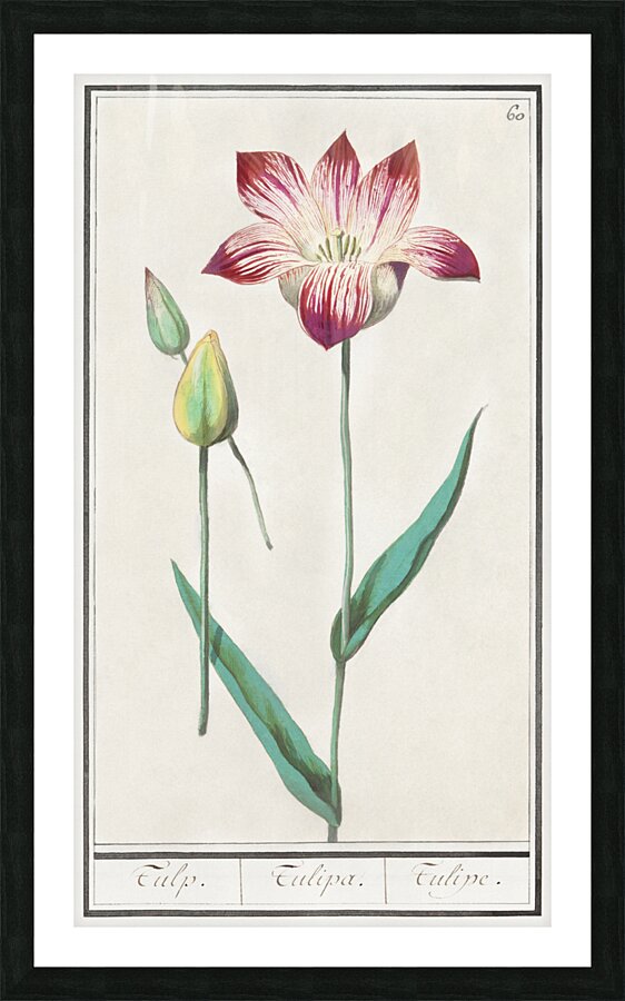 Tulip in vintage style Picture Frame print