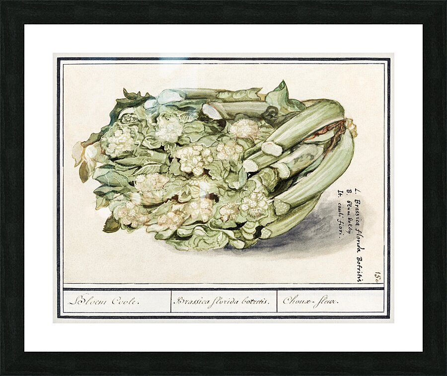 Cauliflower in vintage style Picture Frame print
