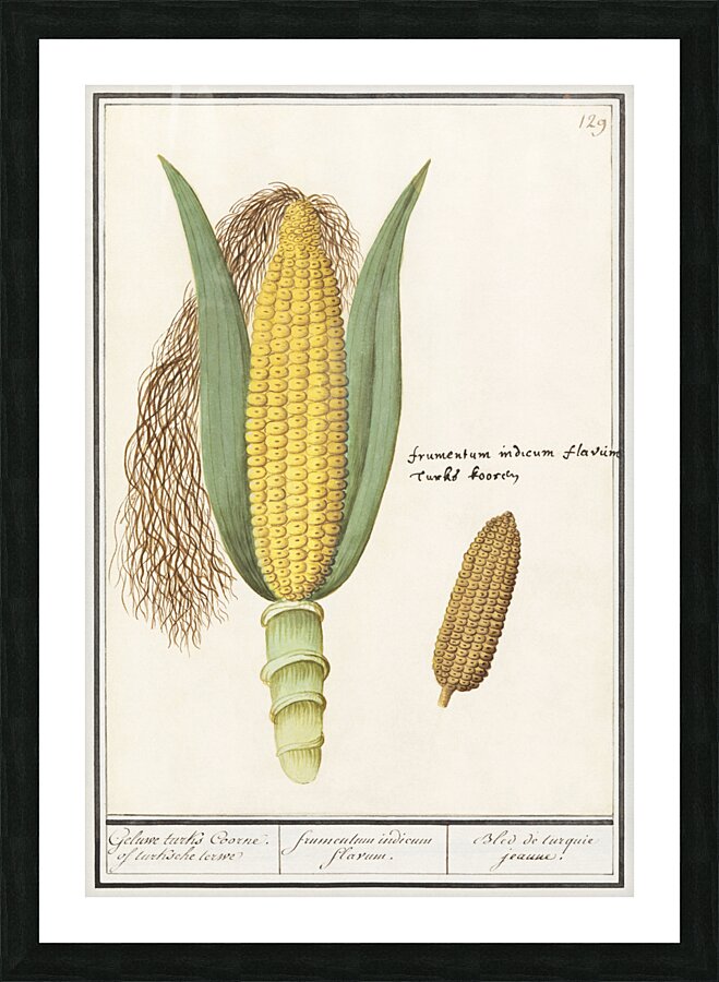Corn in vintage style Picture Frame print
