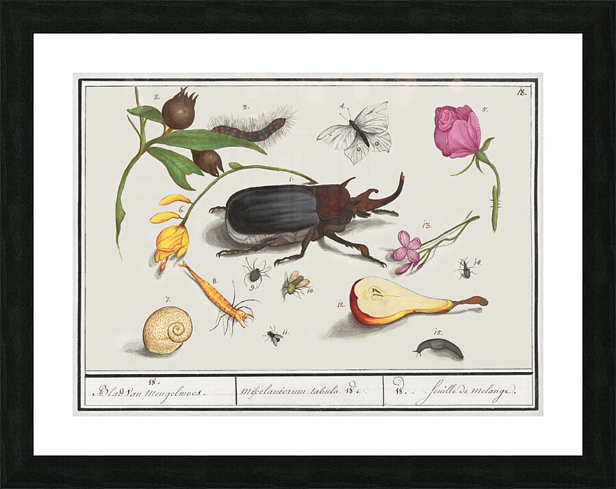 Nature ensemble in vintage style Picture Frame print