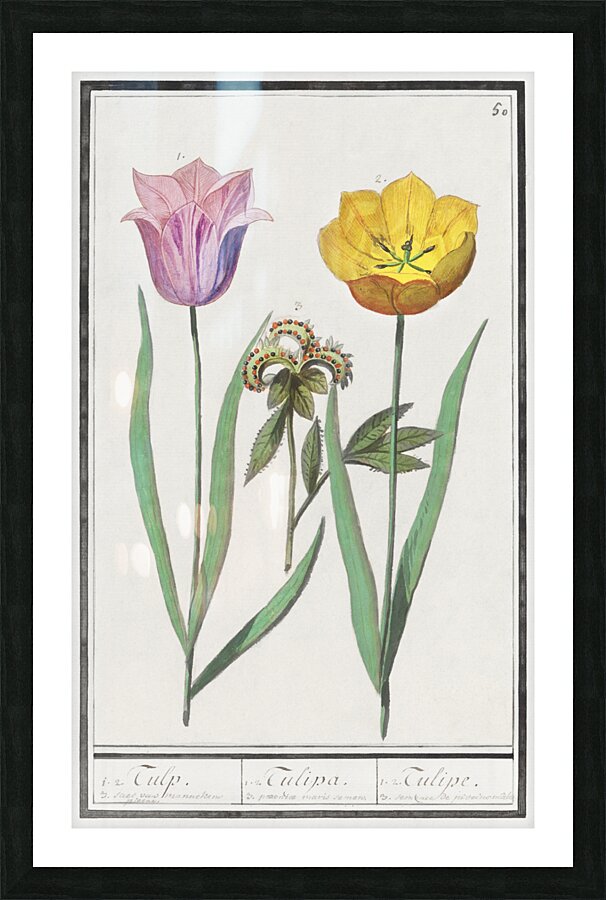 Tulip in vintage style Picture Frame print