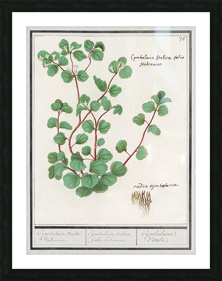 Cymbalaria in vintage style Picture Frame print