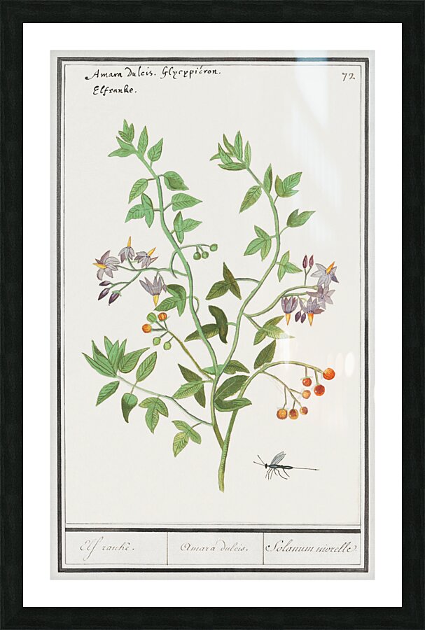 Bitter nightshade in vintage style Picture Frame print