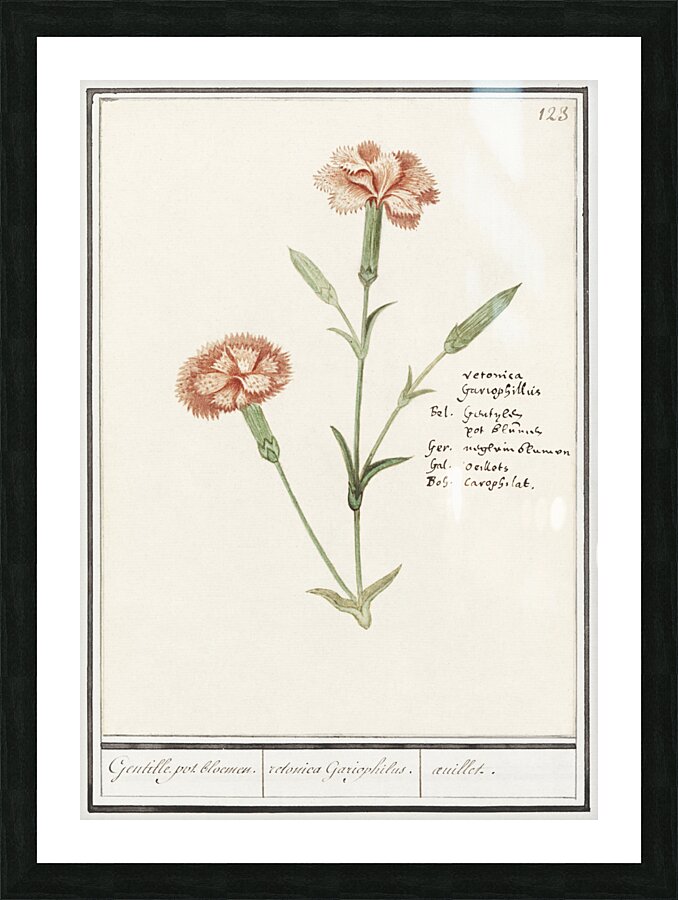 Carnation in vintage style Picture Frame print