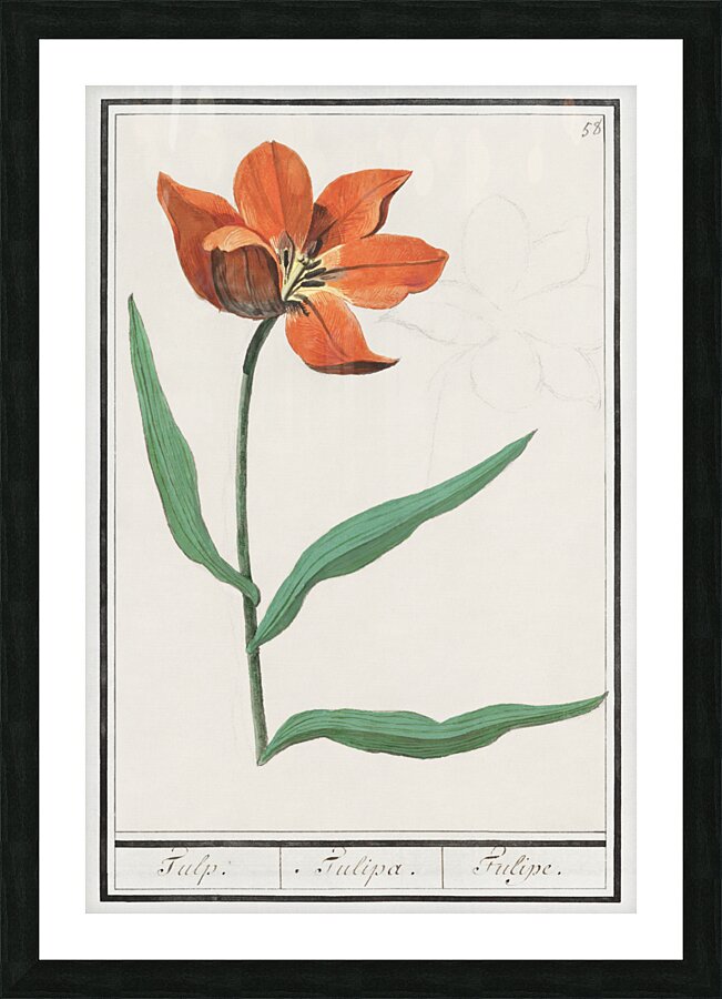 Tulip in vintage style Picture Frame print