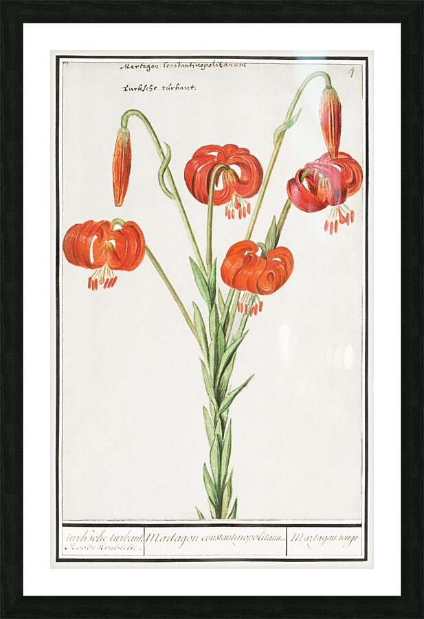 Red lily in vintage style Picture Frame print