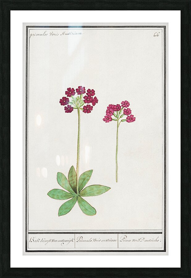 Primrose in vintage style Impression et Cadre photo