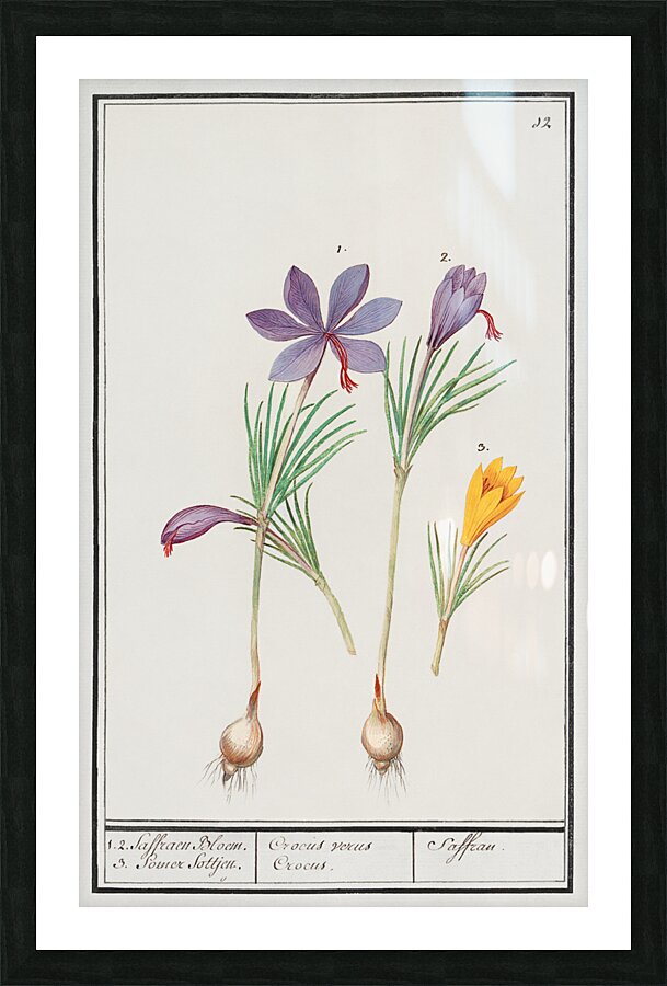 Saffron flower and yellow crocus Picture Frame print