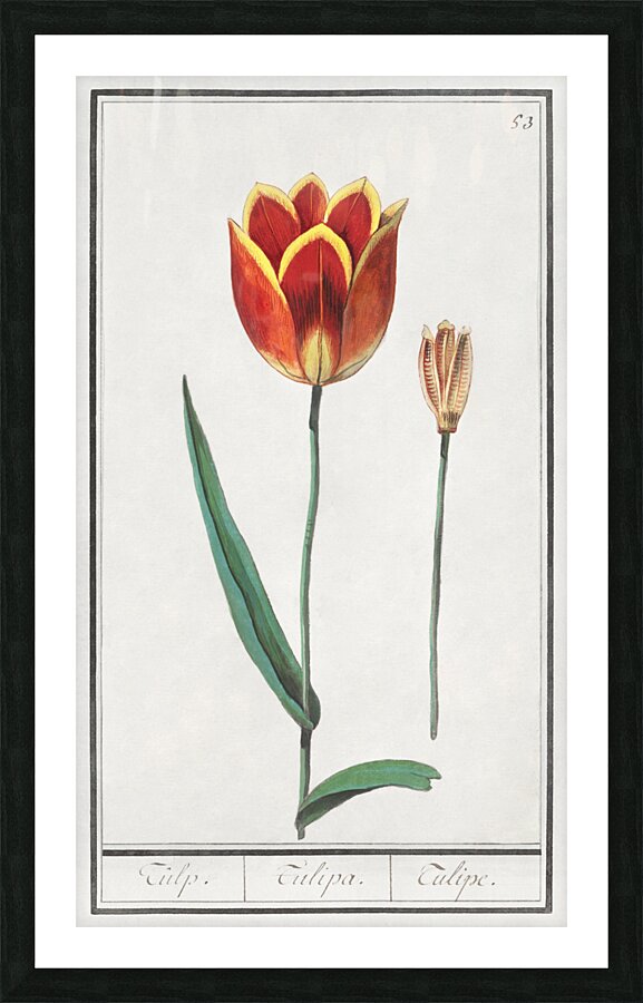 Tulip in vintage style Picture Frame print