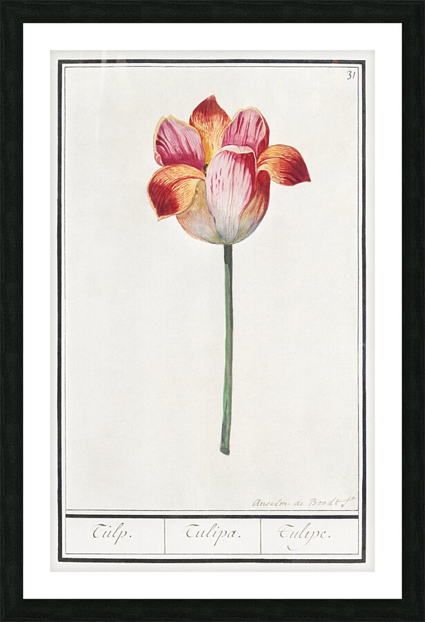 Tulip in vintage style Picture Frame print