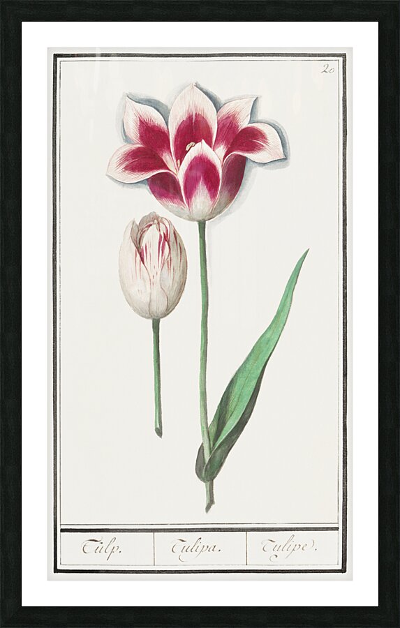 Tulip in vintage style Picture Frame print