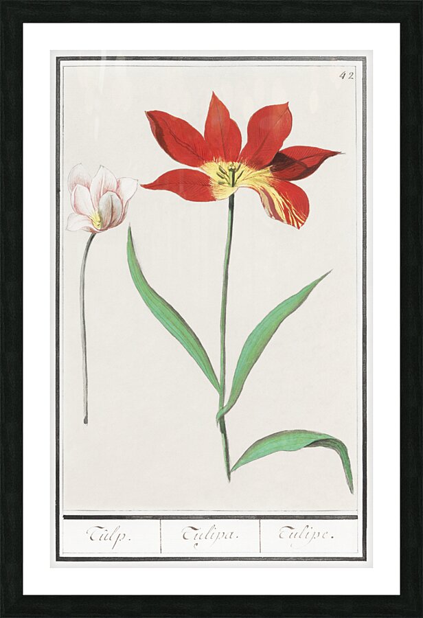 Tulip in vintage style Picture Frame print