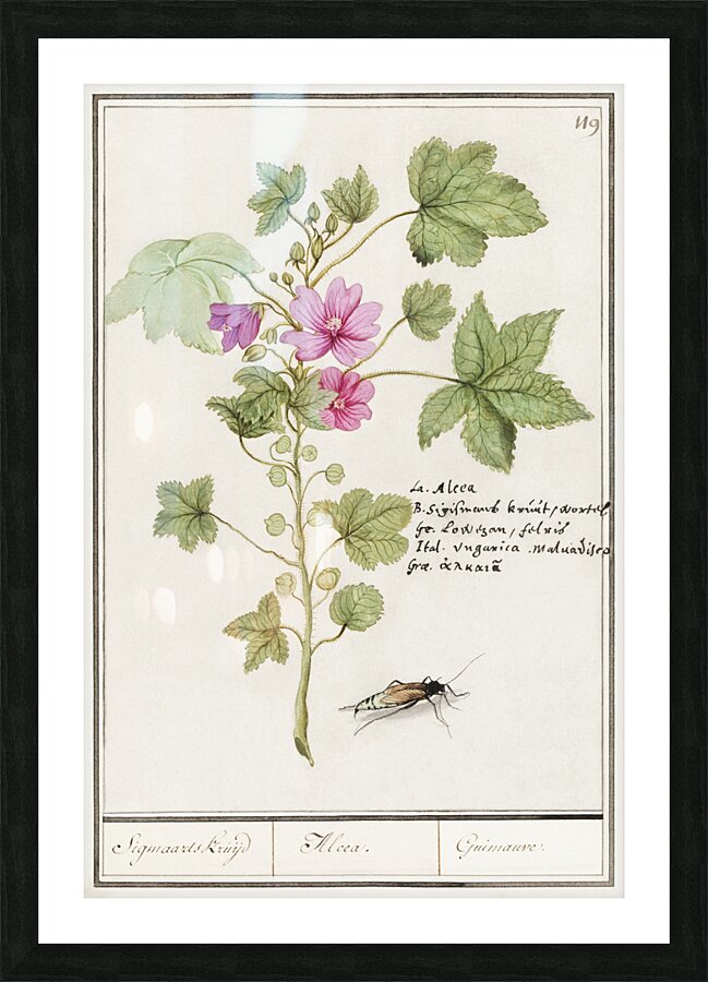 Tulip in vintage style Picture Frame print