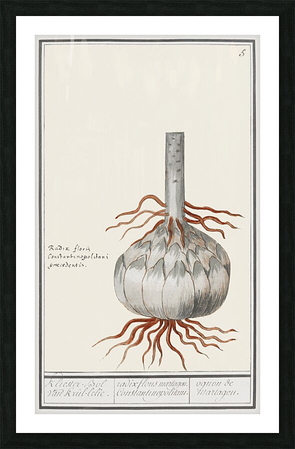 Globe of red lily in vintage style Picture Frame print