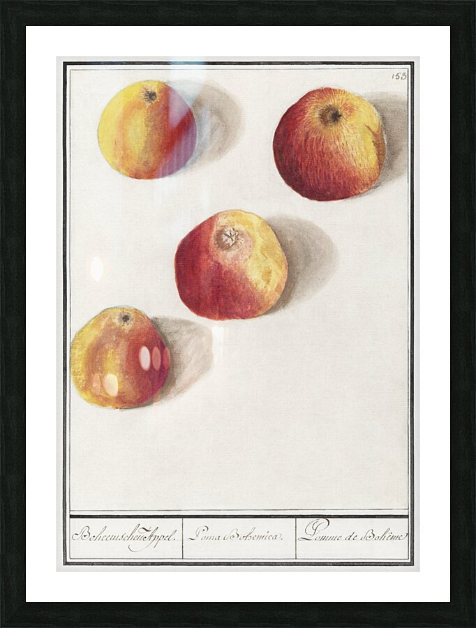 Apple in vintage style Picture Frame print