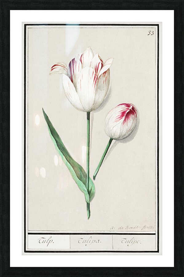 Tulip in vintage style Picture Frame print