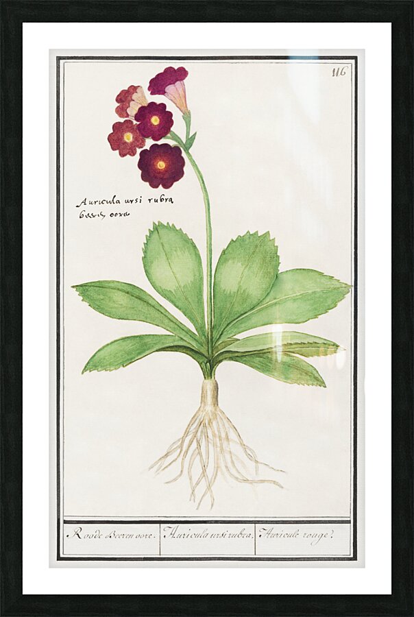 Primrose in vintage style Picture Frame print