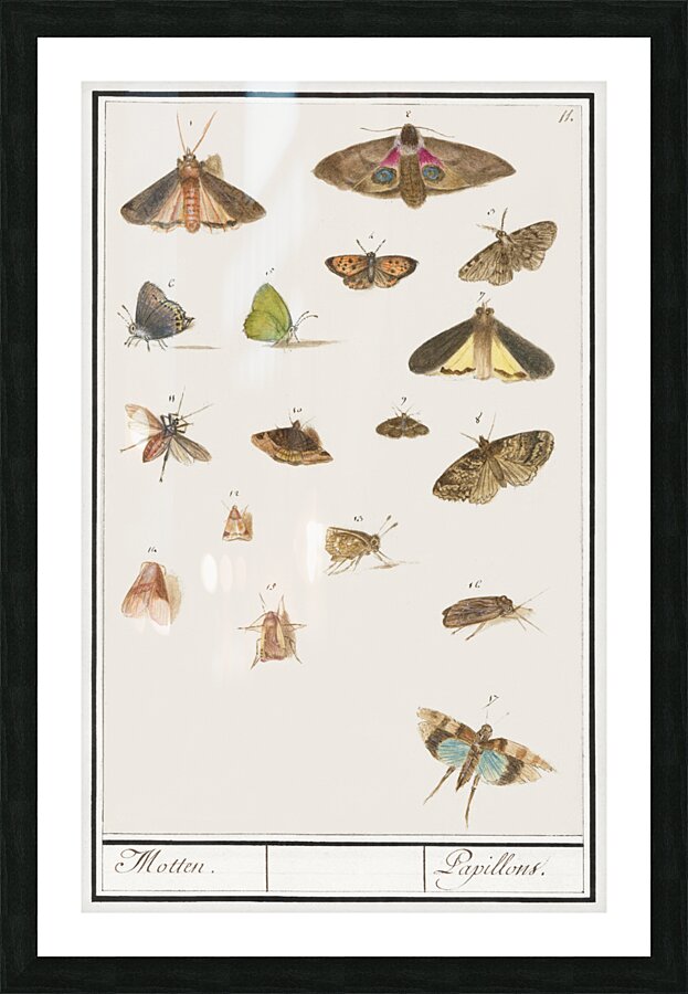 Butterflies and moths set Picture Frame print