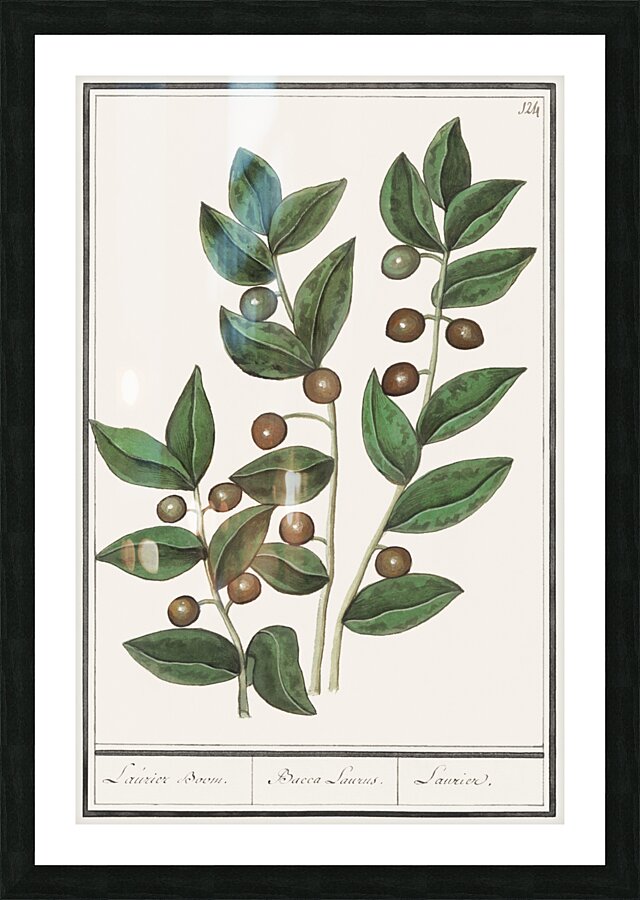 Olive in vintage style Picture Frame print