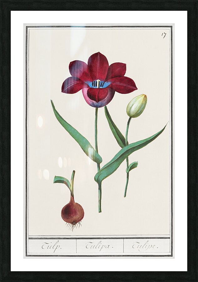 Tulip in vintage style Picture Frame print