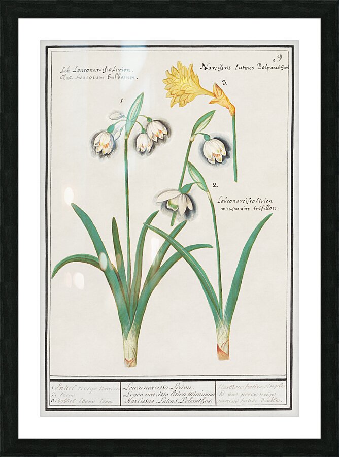 Tulip in vintage style Picture Frame print