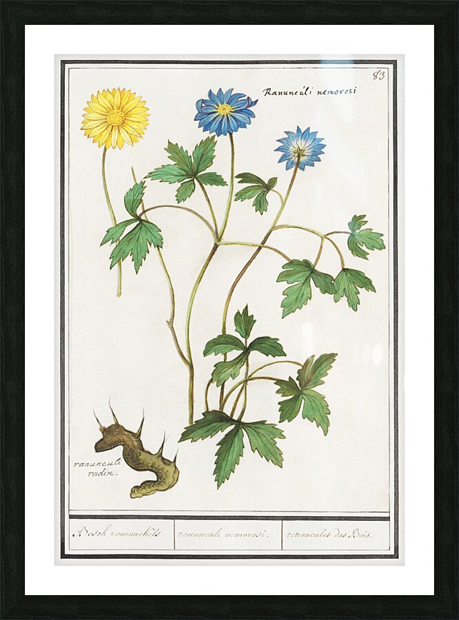 Windflower in vintage style Picture Frame print