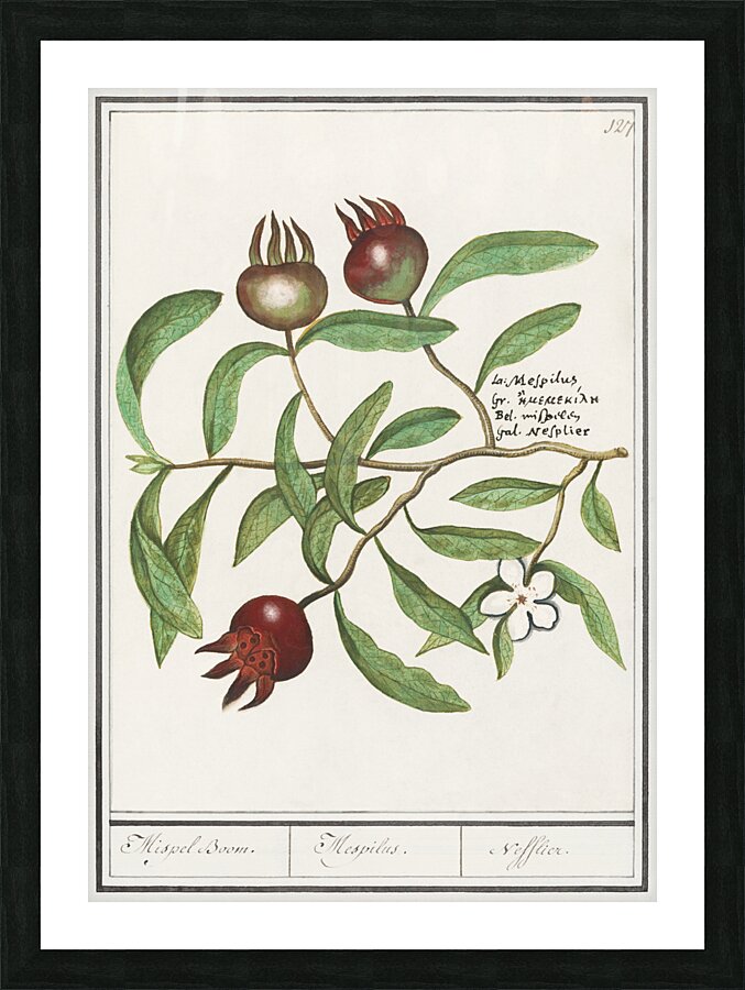 Medlar in vintage style Picture Frame print