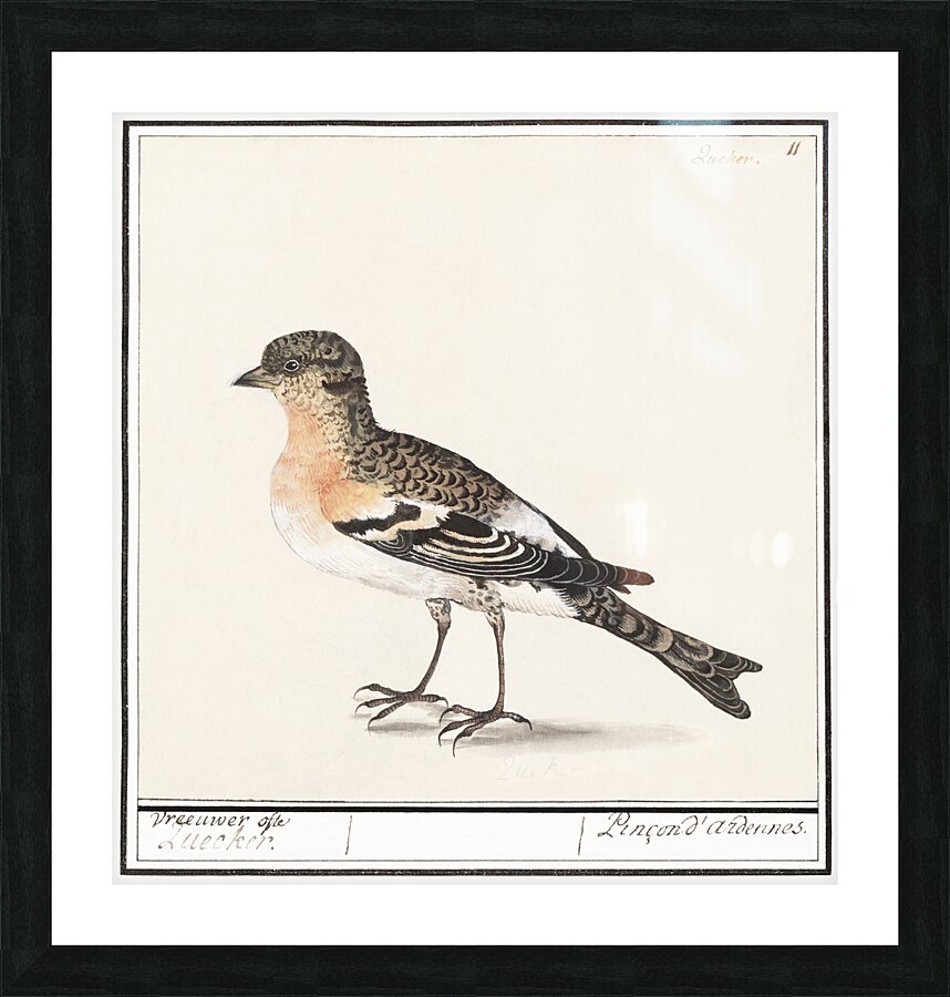 Brambling in vintage style Picture Frame print