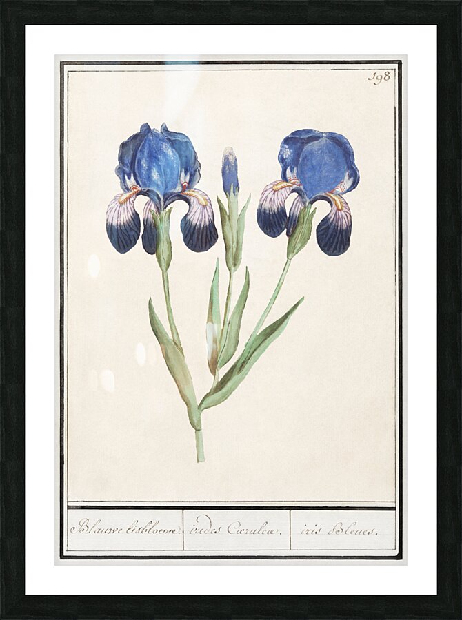 Purple iris in vintage style Picture Frame print