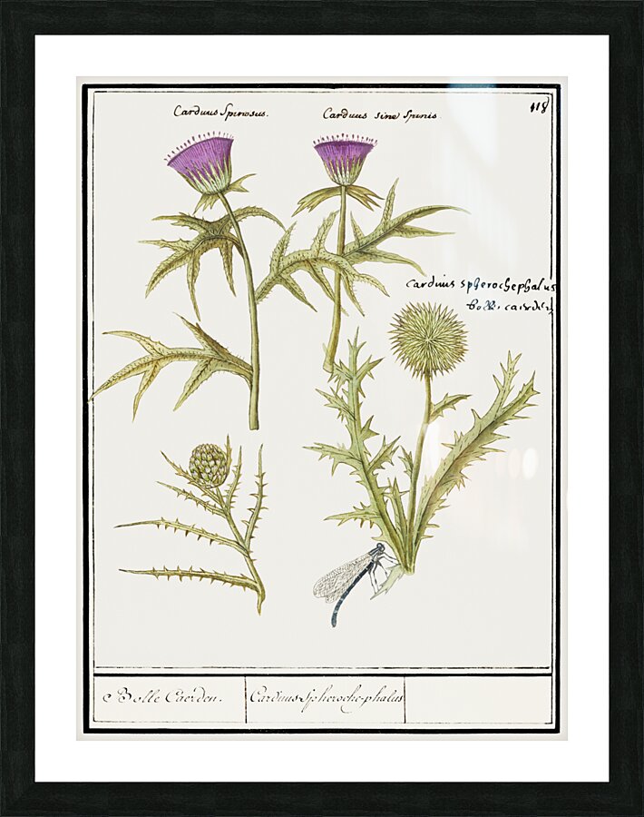 Thistle and artichoke Picture Frame print