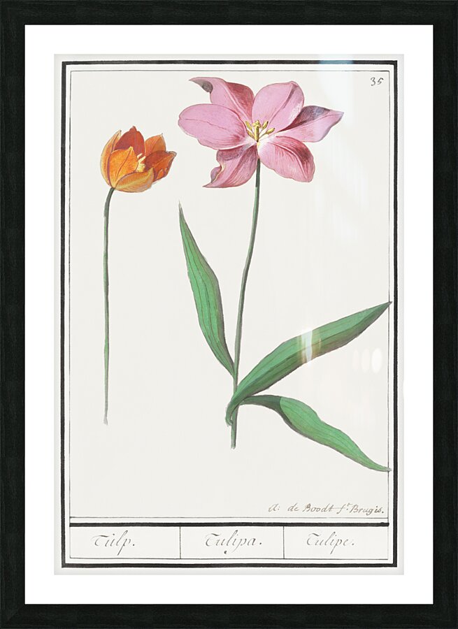 Tulip in vintage style Picture Frame print
