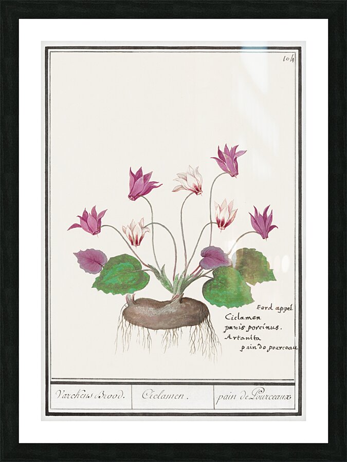 Cyclamen in vintage style Picture Frame print