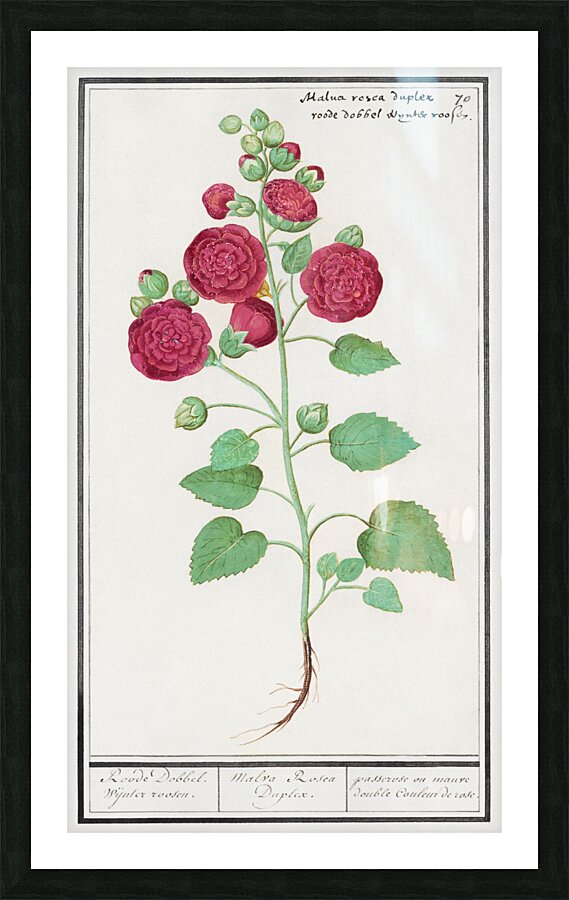 Cyclamen in vintage style Picture Frame print