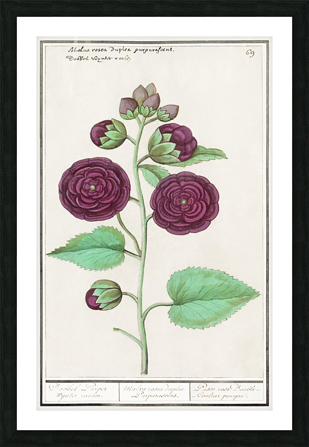 Alcea in vintage style Picture Frame print