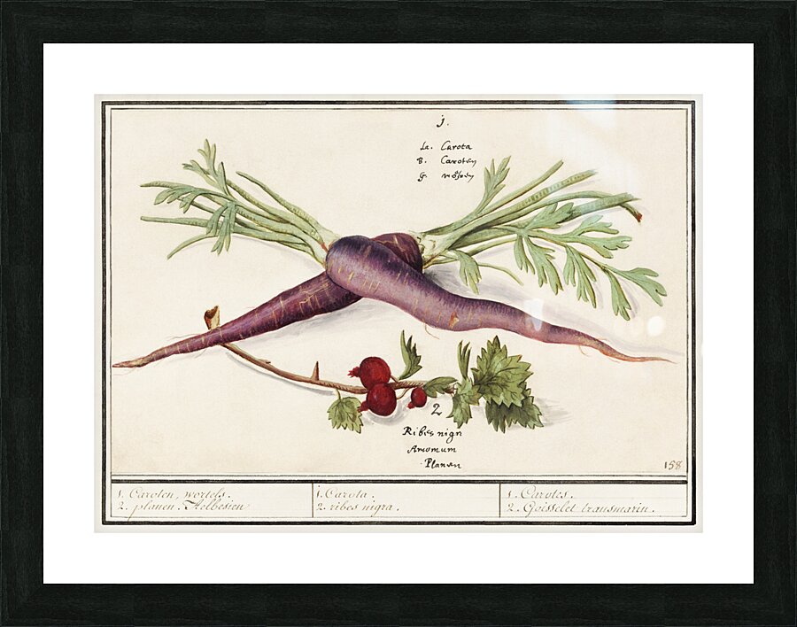 Carrot and red currant in vintage style Picture Frame print