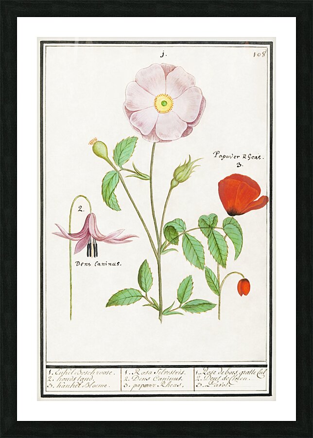 Dogstand flower wild rose and papaver Picture Frame print