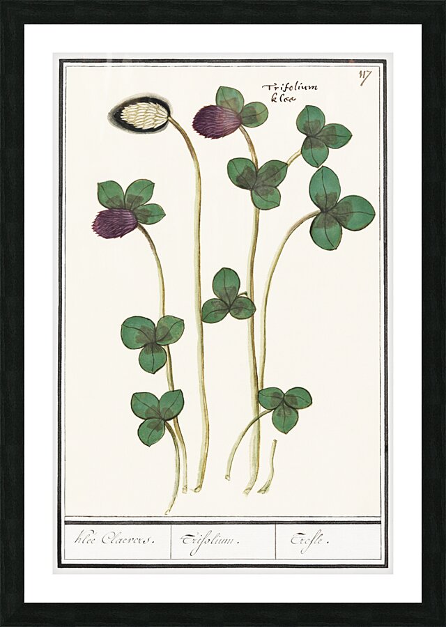 Dogstand flower wild rose and papaver Picture Frame print