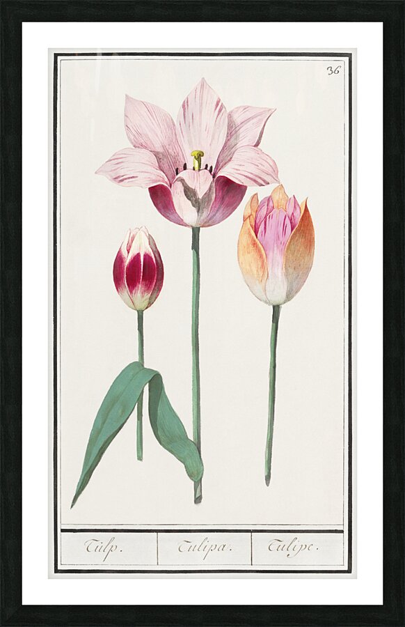 Tulip in vintage style Picture Frame print