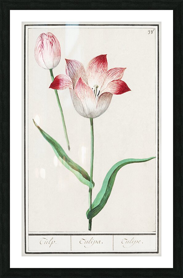 Tulip in vintage style Picture Frame print