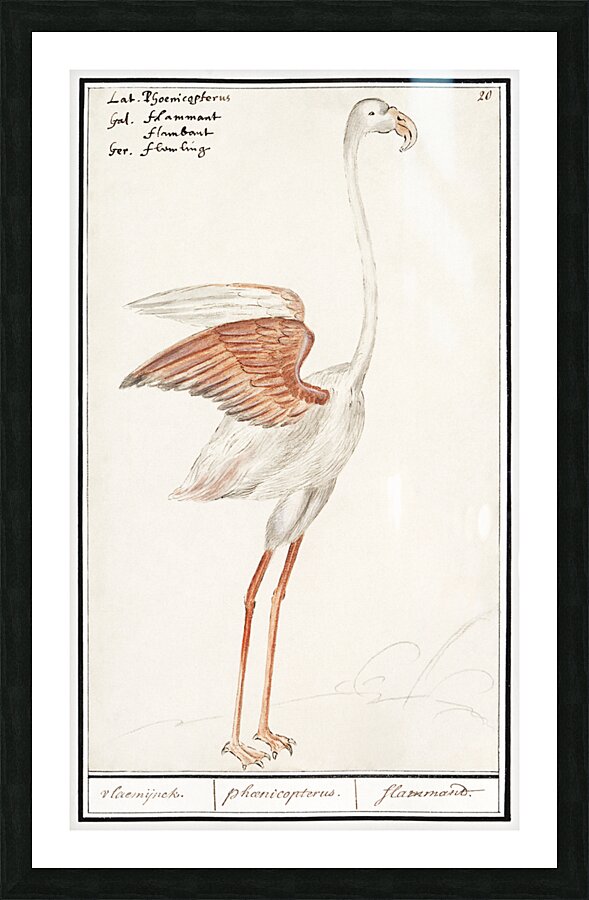 Flamingo in vintage style Picture Frame print