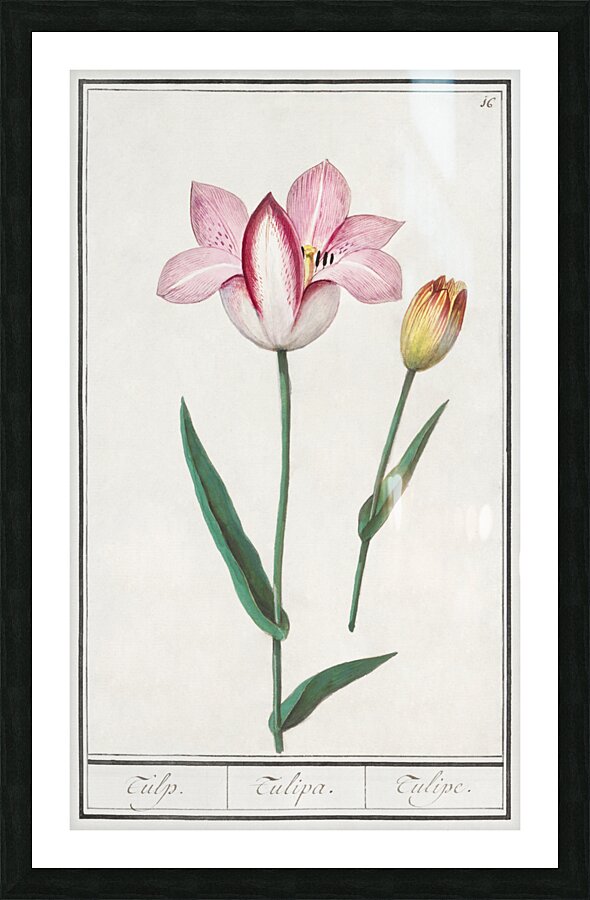 Tulip in vintage style Picture Frame print
