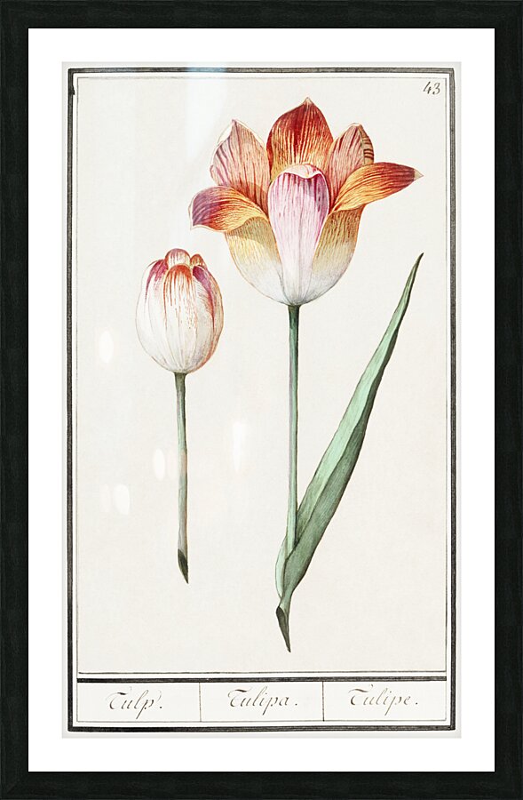Tulip in vintage style Picture Frame print