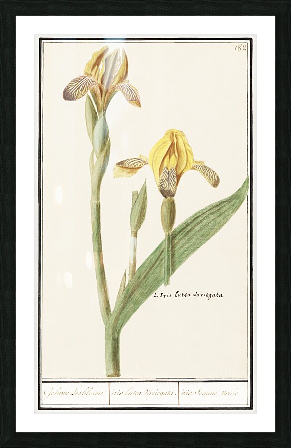 Yellow iris in vintage style Picture Frame print