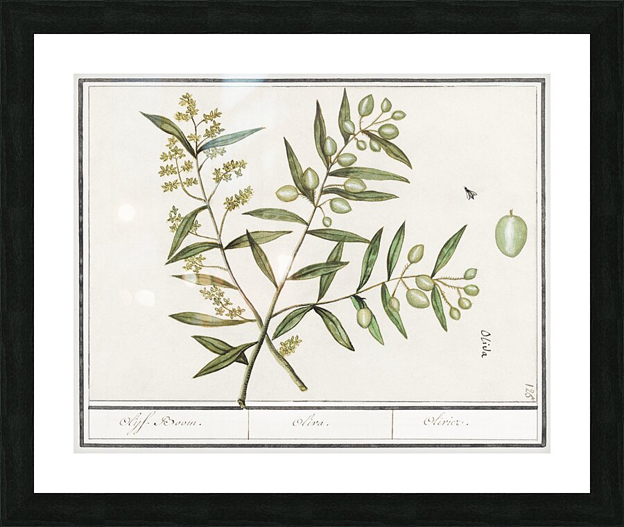 Olive in vintage style Picture Frame print
