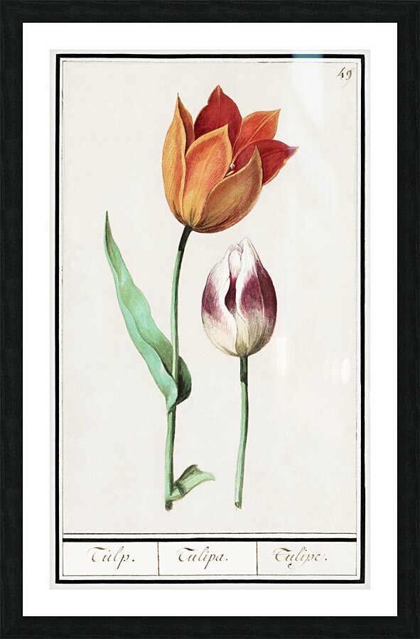 Tulip in vintage style Picture Frame print