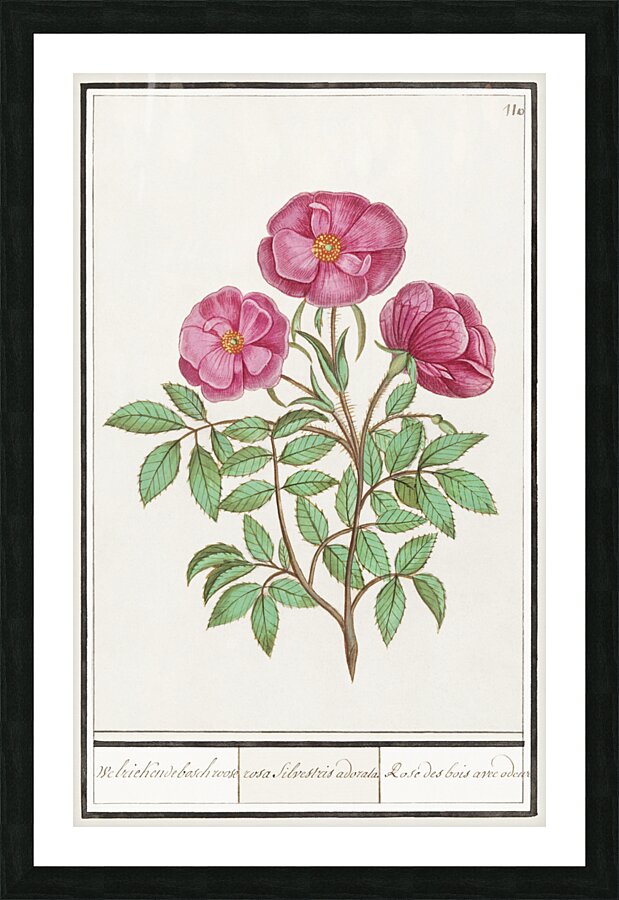 Wild rose in vintage style Picture Frame print