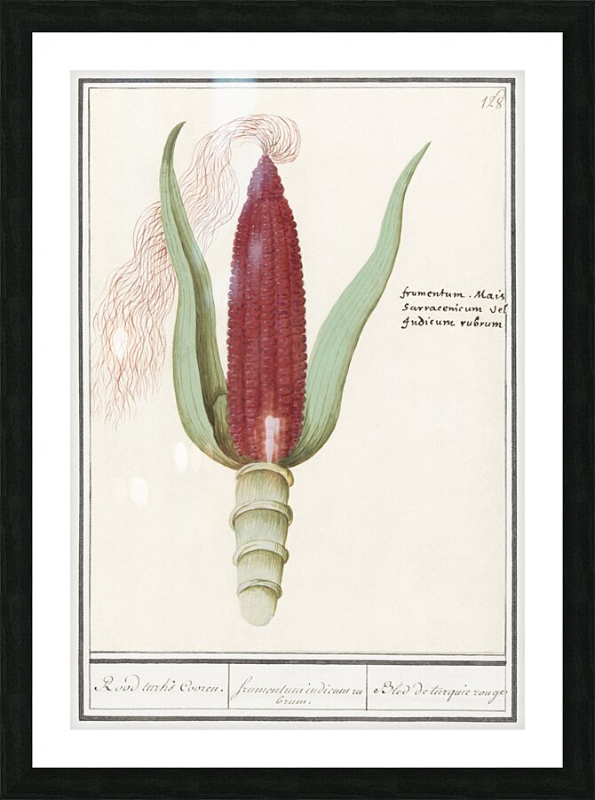 Maize in vintage style Picture Frame print