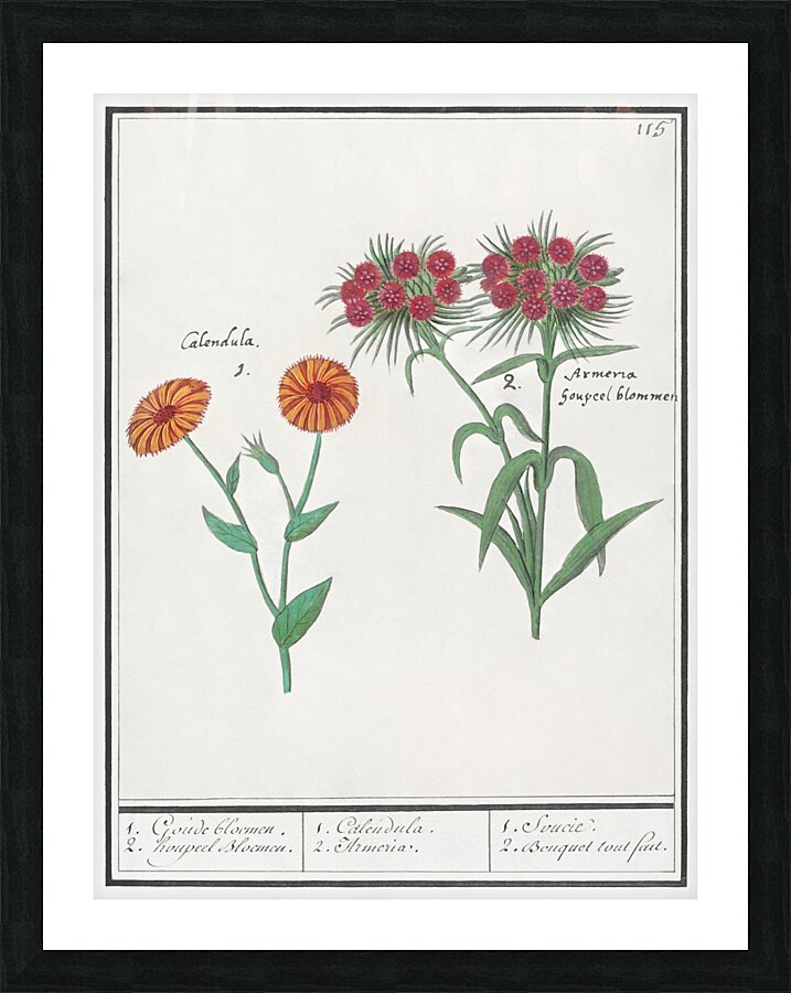 Marigold and daisy in vintage style Picture Frame print